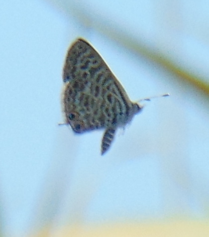 Licenide zebra