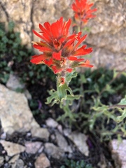 Castilleja applegatei breweri