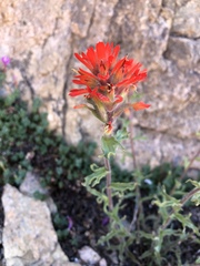 Castilleja applegatei breweri