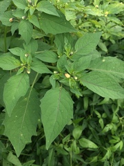 Physalis angulata