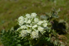 Anisotome pilifera