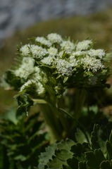 Anisotome pilifera