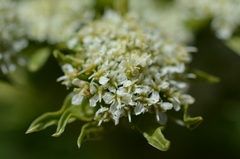 Anisotome pilifera