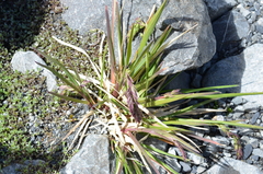 Poa novae-zelandiae