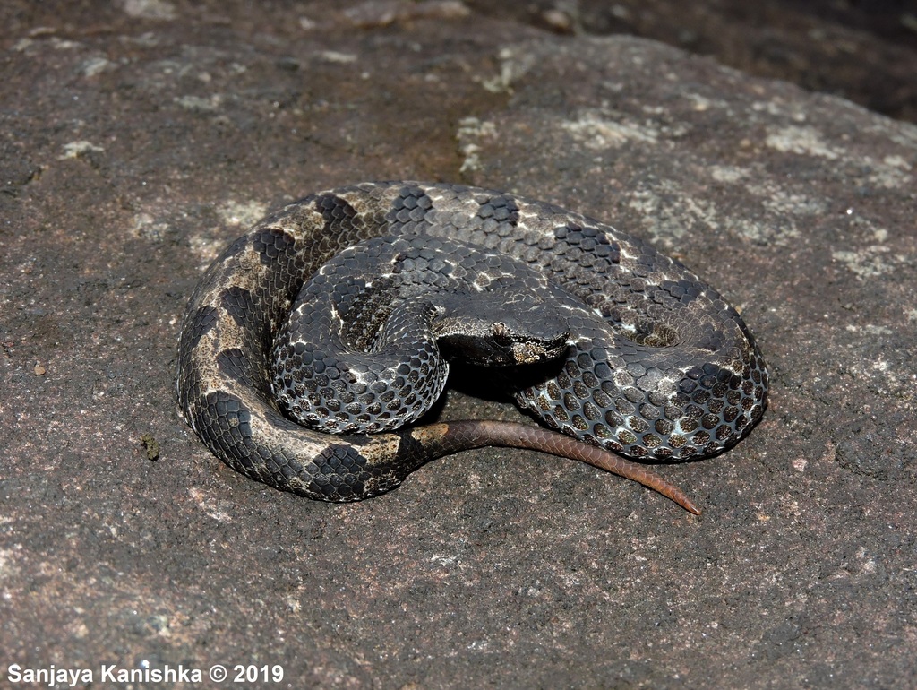 Sri Lanka Humpnose Viper