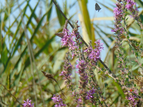 Purple loosestrife