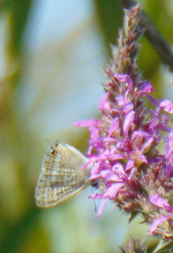 Licenide del pisello