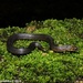 Ravana's Rough-sided Snake - Photo (c) Sanjaya Kanishka, some rights reserved (CC BY-NC), uploaded by Sanjaya Kanishka