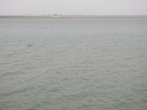 Ganges River Dolphin
