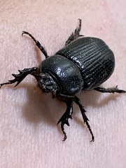 Hemiphileurus illatus