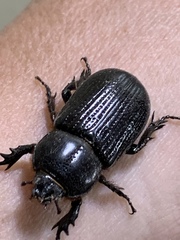 Hemiphileurus illatus