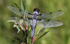 Libellula nodisticta