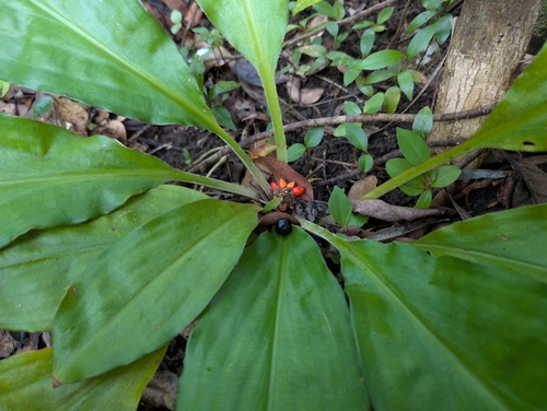 Palisota (Palisota bracteosa)