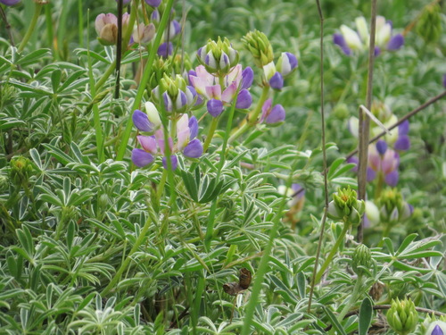 Image of Lupinus variicolor by (c) Garth Harwood, some rights reserved (CC BY)