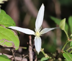 Clematis pubescens