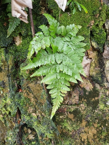 Davallia denticulata, photograph 4