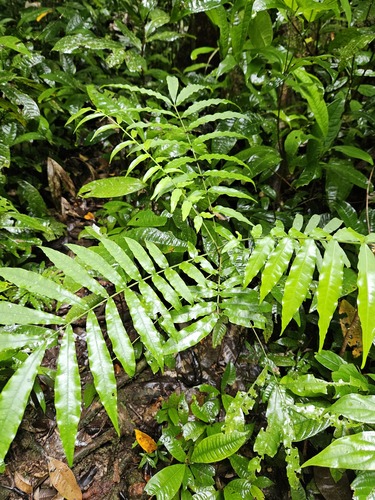 Didymocheton papuanus observed 2024-06-27
