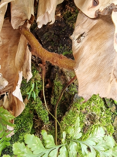Davallia denticulata, photograph 5