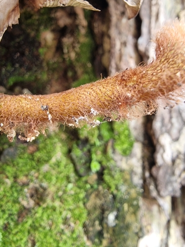 Davallia denticulata, photograph 6