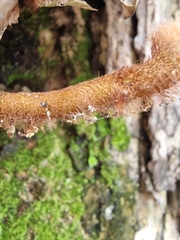 Davallia denticulata, photograph (c) Brandon Seah, some rights reserved (CC BY)