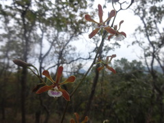 Encyclia aenicta