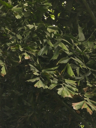 Caryota maxima