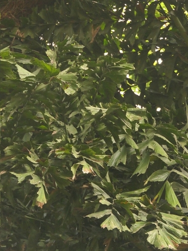 Caryota maxima