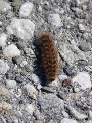 Phragmatobia