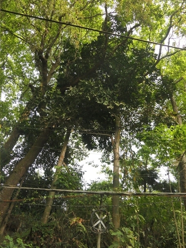 Image of Caryota maxima by (c) Sagnik Dutta Roy, some rights reserved (CC BY)