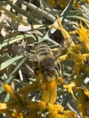 Megachiloides