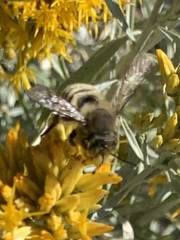 Megachiloides