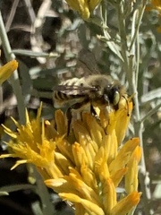 Megachiloides