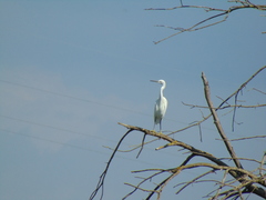 Egretta garzetta