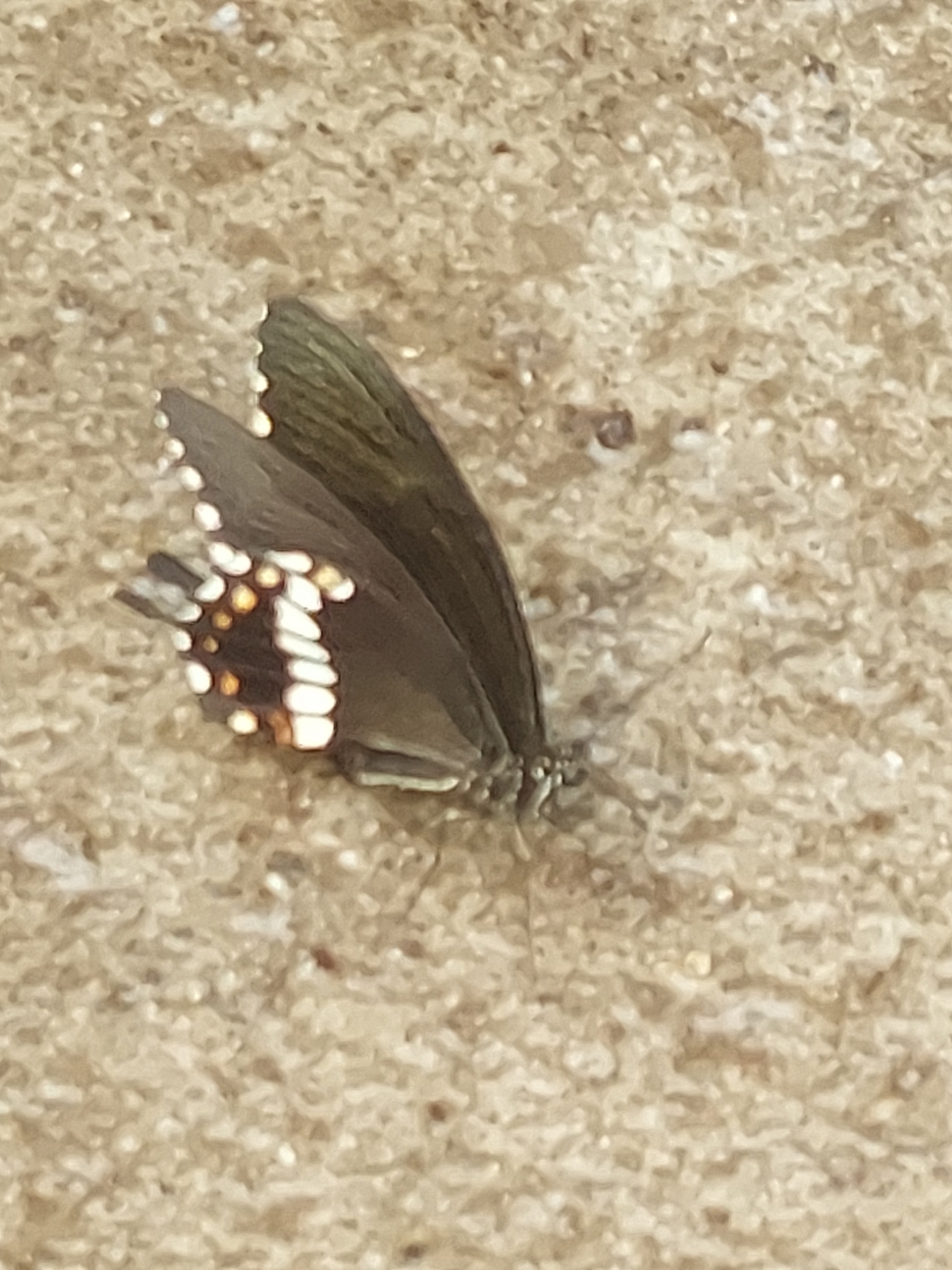 Common Mormon