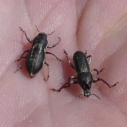 Leptostethus spicatirostris