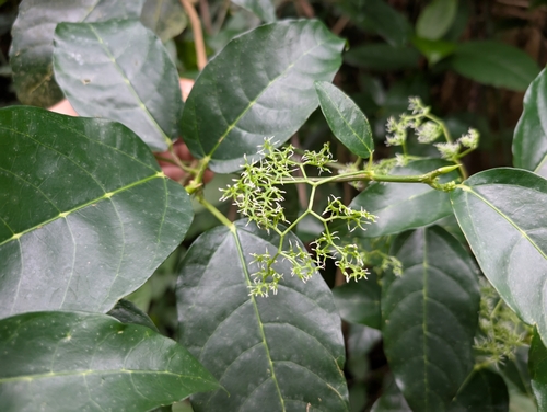 Dendrocnide vitiensis observed 2025-05-03