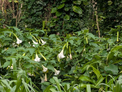 Brugmansia suaveolens, 2025-05-03