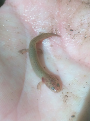 Pseudotriton ruber ruber