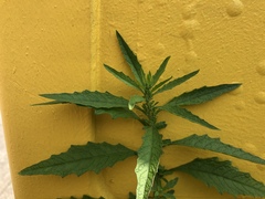 Dysphania ambrosioides