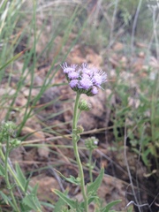 Ageratum corymbosum