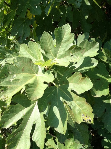 Common fig