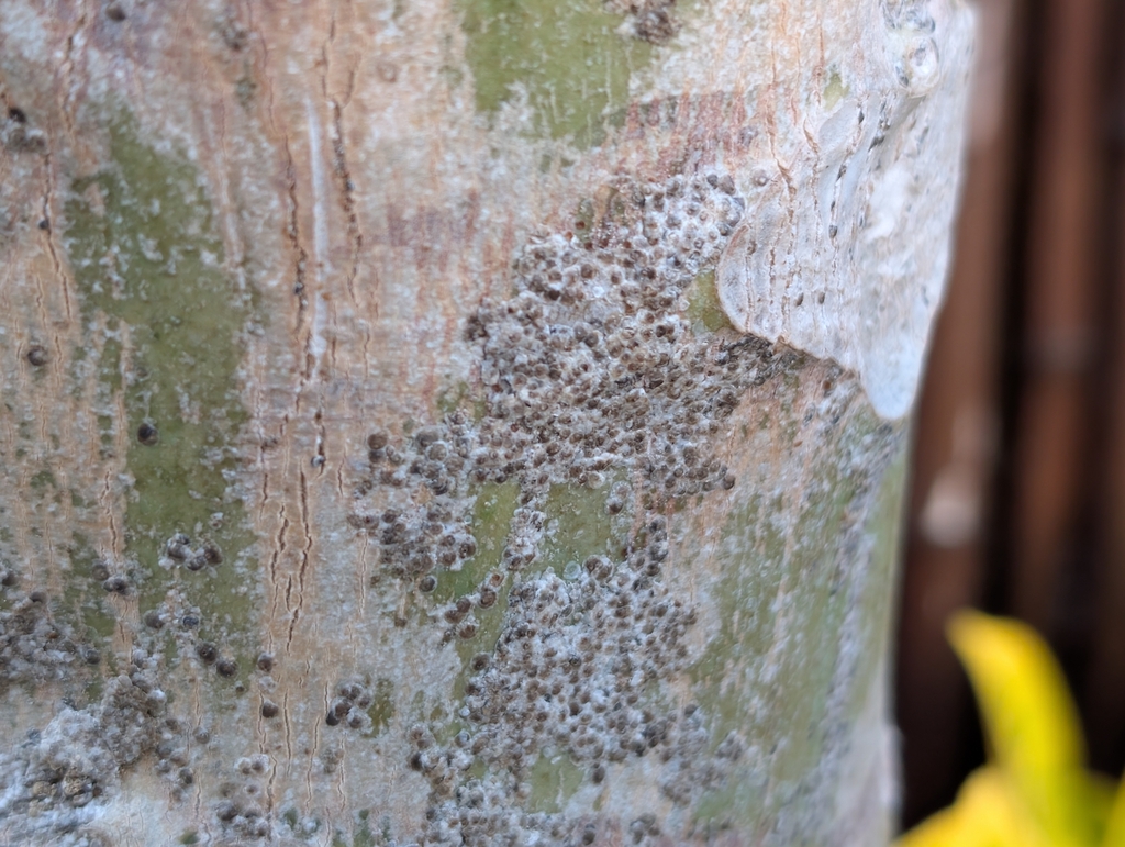 Scale insect