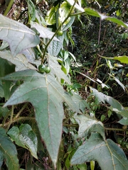 Solanum acerifolium