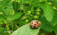 Coccinellidae