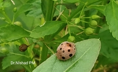 Coccinellidae