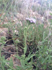 Ageratum corymbosum