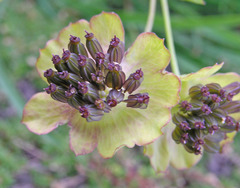 Bupleurum stellatum