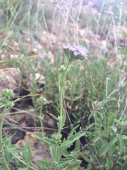 Ageratum corymbosum