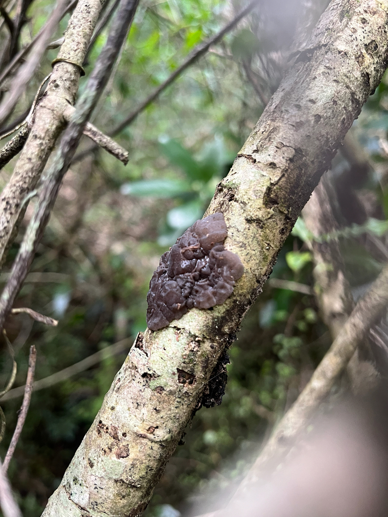Tremellochaete novozealandica