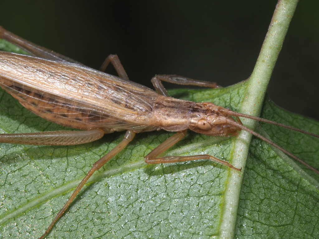 Italian Tree Cricket